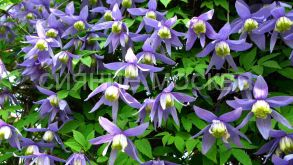 Клематис Alpina Blue (Альпина Блю) княжик  (P9) (ПОСПЕЛЛА) 1 шт