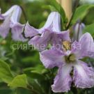 Klematis-Betty-Corning-Betti-Korning-P9-POSPeLLA-1-sht