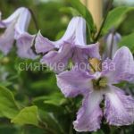 Klematis-Betty-Corning-Betti-Korning-P9-POSPeLLA-1-sht