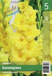 Gladiolus-Bananarama-10-12-5-sht-Kolorajn