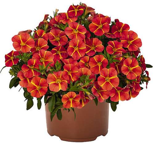 Калибрахоа Bloomtastic Orange Cart Wheel