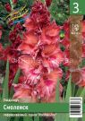 Gladiolus-Smolensk-Smolensk-10-12-3-sht-Kolorlajn