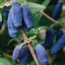 Жимолость съедобная Калипсо