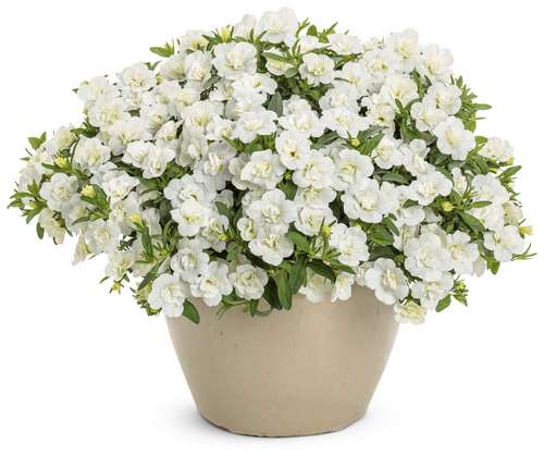 Калибрахоа Aloha Double White