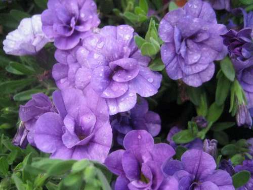 Калибрахоа Cabaret Special Double Purple Bicolour