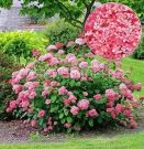 Gortenziya-drev-Pink-Annabelle-Pink-Annabel-P9-POSPeLLA-1-sht