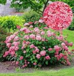 Gortenziya-drev-Pink-Annabelle-Pink-Annabel-P9-POSPeLLA-1-sht
