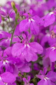 Лобелия Hot Plus Electric Purple