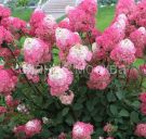 Gortenziya-met-Living-Touch-of-Pink-Living-Tach-of-Pink-P9-POSPeLLA-1-sht