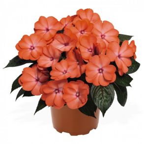 Бальзамин новогвинейский Magnum Wild Salmon