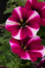 Петуния Bonnie Magenta Star