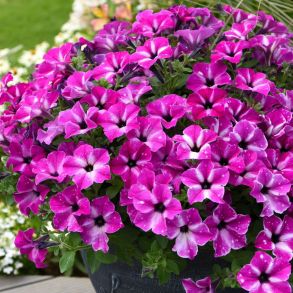 Петуния Famous Circus Sky