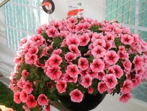 Петуния Potunia Patia Strawberry Ice