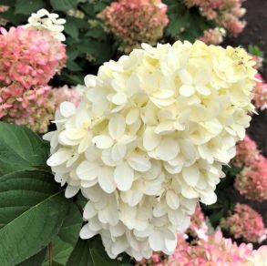 Гортензия метельчатая Пинкачу