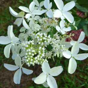 Гортензия метельчатая Стар Роуз