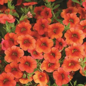 Калибрахоа Colibri Orange