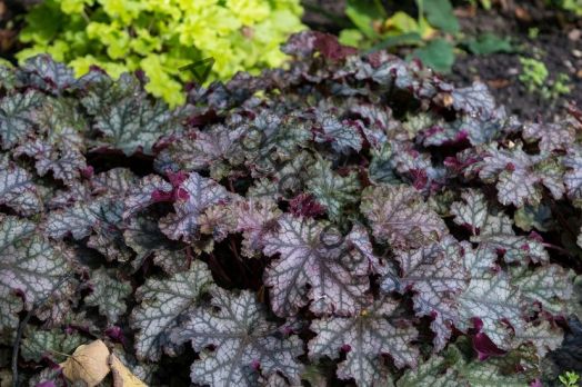 Гейхера гибридная Кан Кан