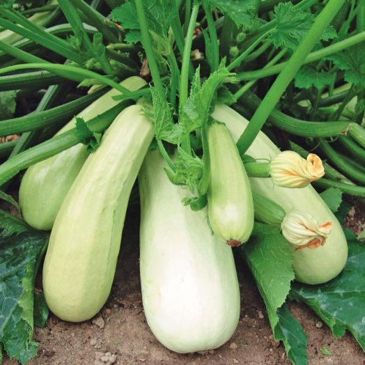 Кабачок БЕЛОПЛОДНЫЕ, 100г семян