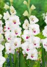 Gladiolus-Cera-Korsazh-CERA-CORSAGE-10-12-5-sht-Kolorlajn
