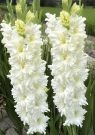 Gladiolus-Cera-Summum-10-12-5-sht-Kolorajn