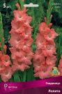 Gladiolus-Lolita-Lolita-up-5-sht-Poisk