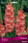 Gladiolus-Lolita-Lolita-up-5-sht-Poisk