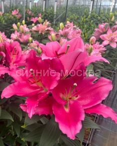 Лилия Либер Россо (Liber Rosso), вост. без пыльцы, 12/14, 2 шт (Колорлайн)