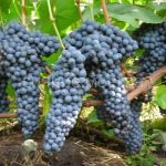 Vinograd-plodovyj-bessemyannye-sorta-Pamyati-Dombkovskoj-1-sht-Poisk