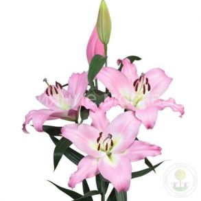 Лилия Сиэттл (Seattle), ОТ, 12/14, 2 шт (Колорлайн)