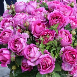 Роза Кордес флорибунда Кармен Вюрт Carmen Wurth, 1 шт., Поиск