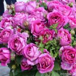 Roza-Kordes-floribunda-Karmen-Vyurt-Carmen-Wurth-1-sht-Poisk