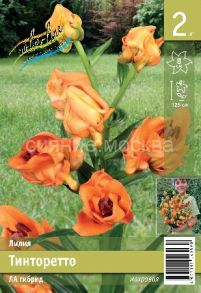 Лилия Тинторетто (Tintoretto), ЛА, 12/14, 2 шт (Колорлайн)