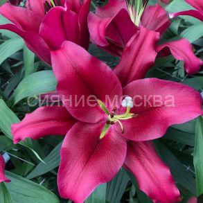 Лилия Боррелло (Borrello), ОТ-гибрид, 2 шт (Поиск)