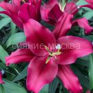 Liliya-Borrello-Borrello-OT-gibrid-2-sht-Poisk