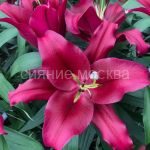 Liliya-Borrello-Borrello-OT-gibrid-2-sht-Poisk