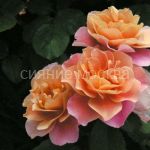 Roza-parkovaya-Distant-Drams-1-sht-Poisk