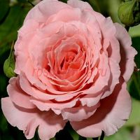 Анн-Софи Пик (Anne-Sophie Pic)