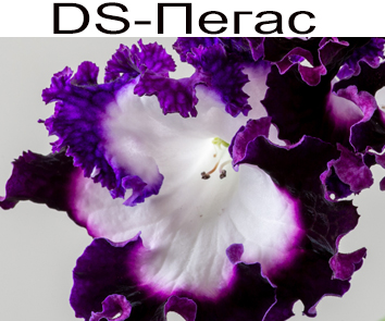 DS-Пегас (П. Еникеев)