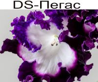 DS-Пегас (П. Еникеев)