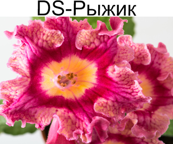 DS-Рыжик (Диметрис)