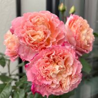 Аугуста Луиза (Augusta Luise)