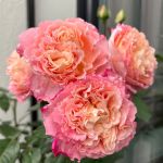 Аугуста Луиза (Augusta Luise)