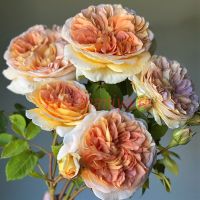 Батшеба (Bathsheba)