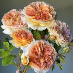 Батшеба (Bathsheba)