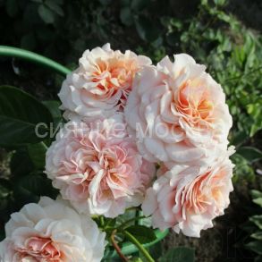 Роза парковая Марлен Чарелл, 1 шт (Поиск)