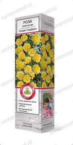 Роза плетистая Голден Парфюм, 1 шт (Поиск)