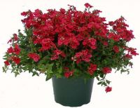 Диасция Elfjes Red