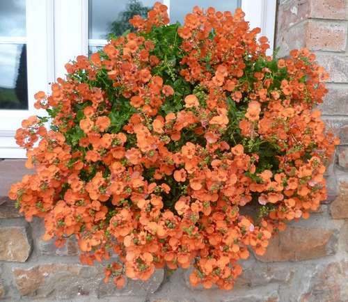 Диасция Elfjes Dark Orange