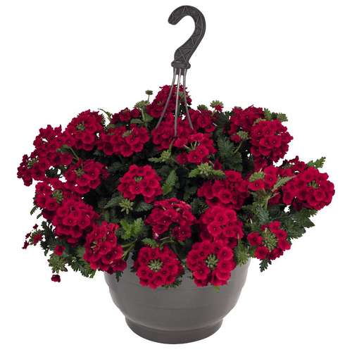 Вербена Empress San Red