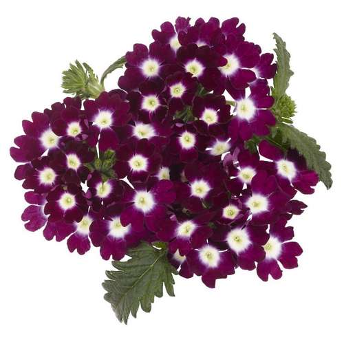 Вербена Empress Burgundy Charme